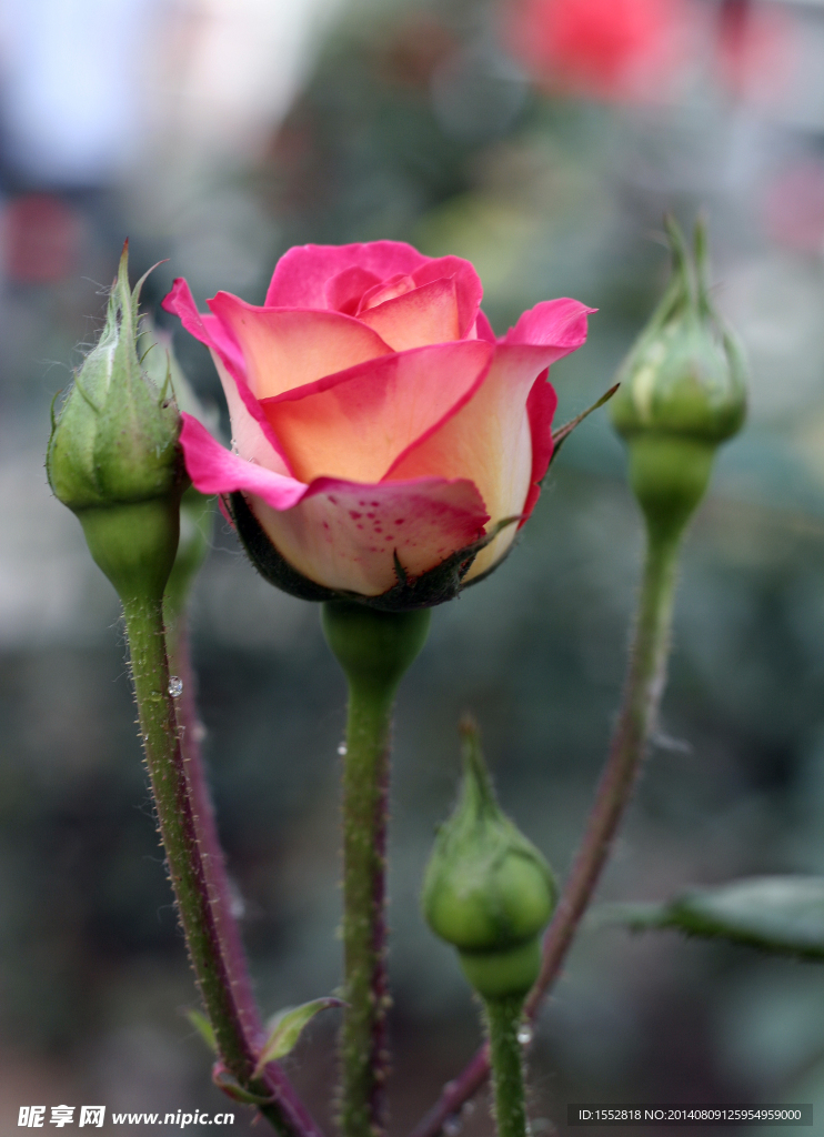 月季花