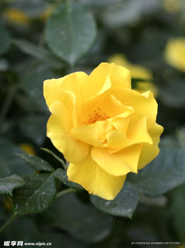 月季花