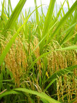 成熟的稻谷图片