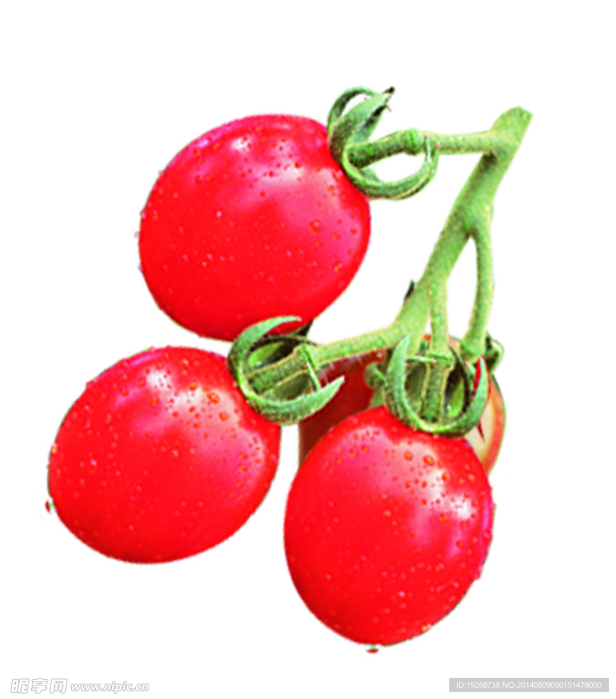 西红柿 番茄 蔬菜