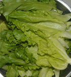 生菜