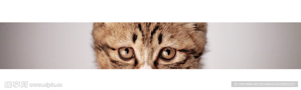 猫眼