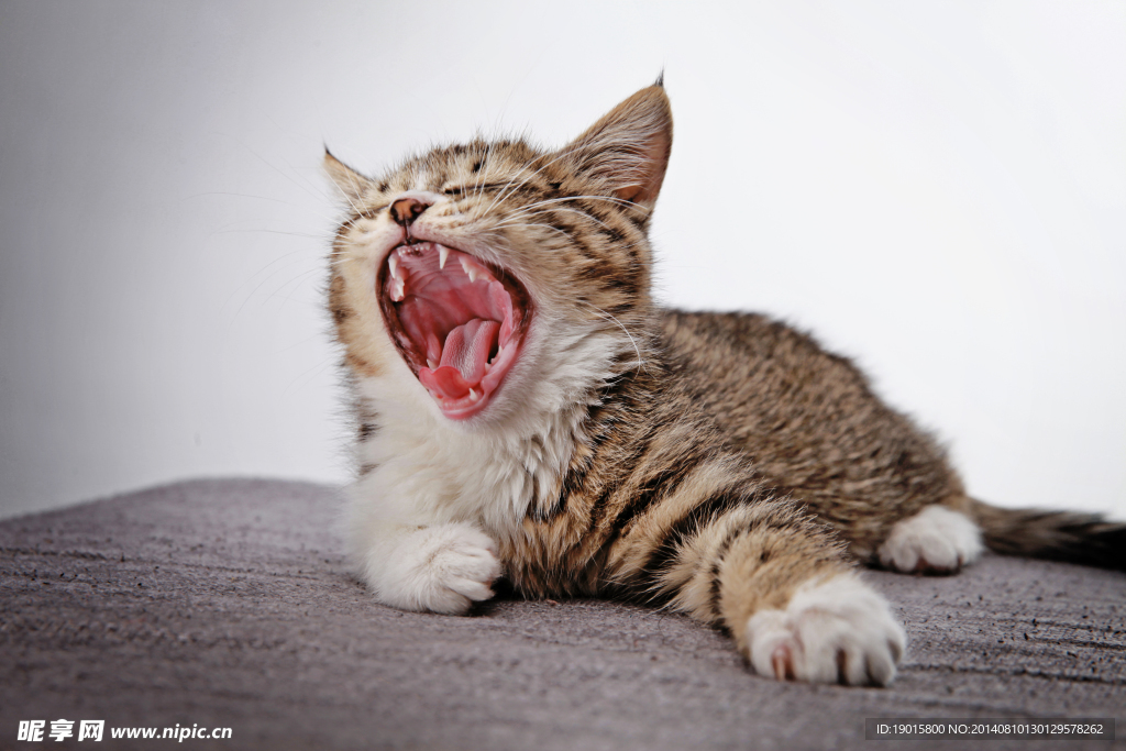 猫咪