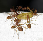 合作捕食的蚂蚁