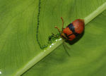 红黑相间的甲虫