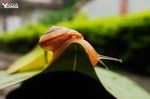 蜗牛