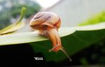 蜗牛