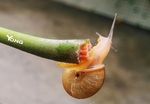 蜗牛