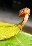 蜗牛