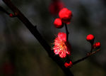 梅花