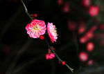 梅花