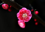 梅花
