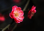 梅花