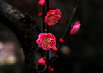 梅花