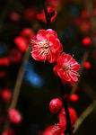 梅花