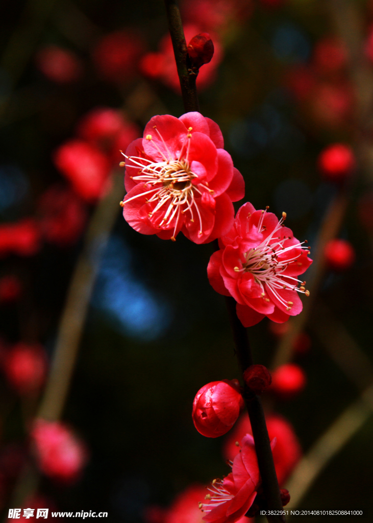 梅花