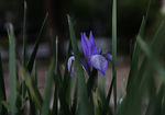 马兰花