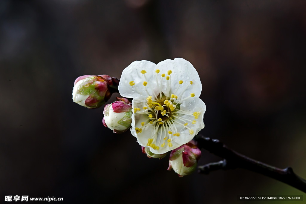 梅花