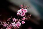 梅花