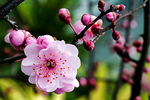 梅花