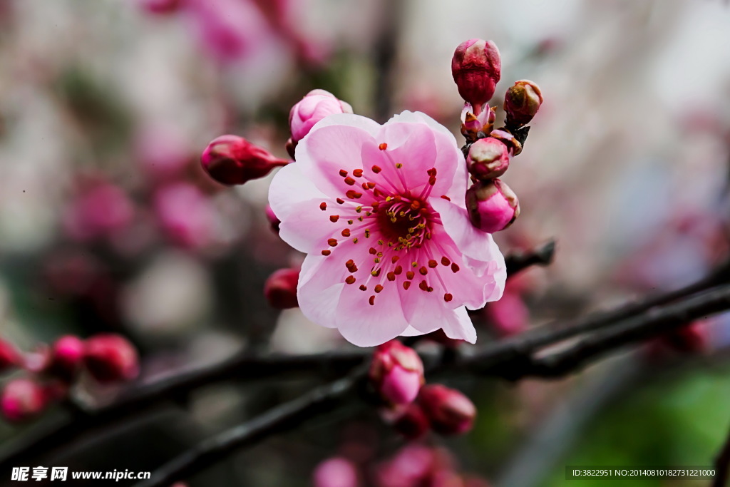 梅花