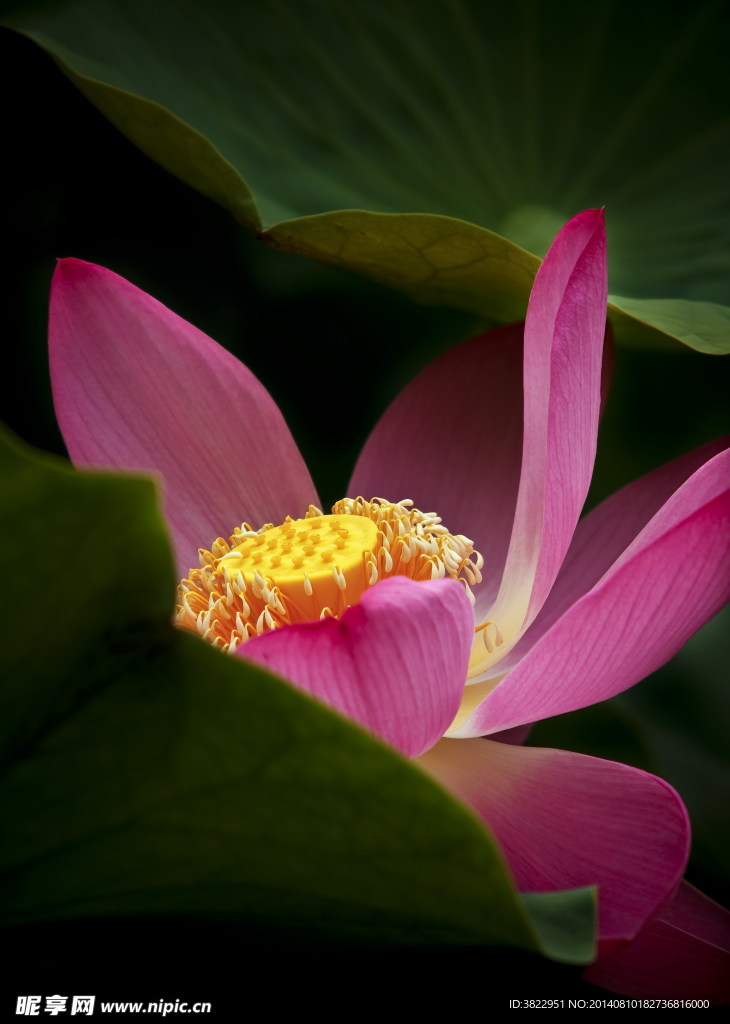 荷花