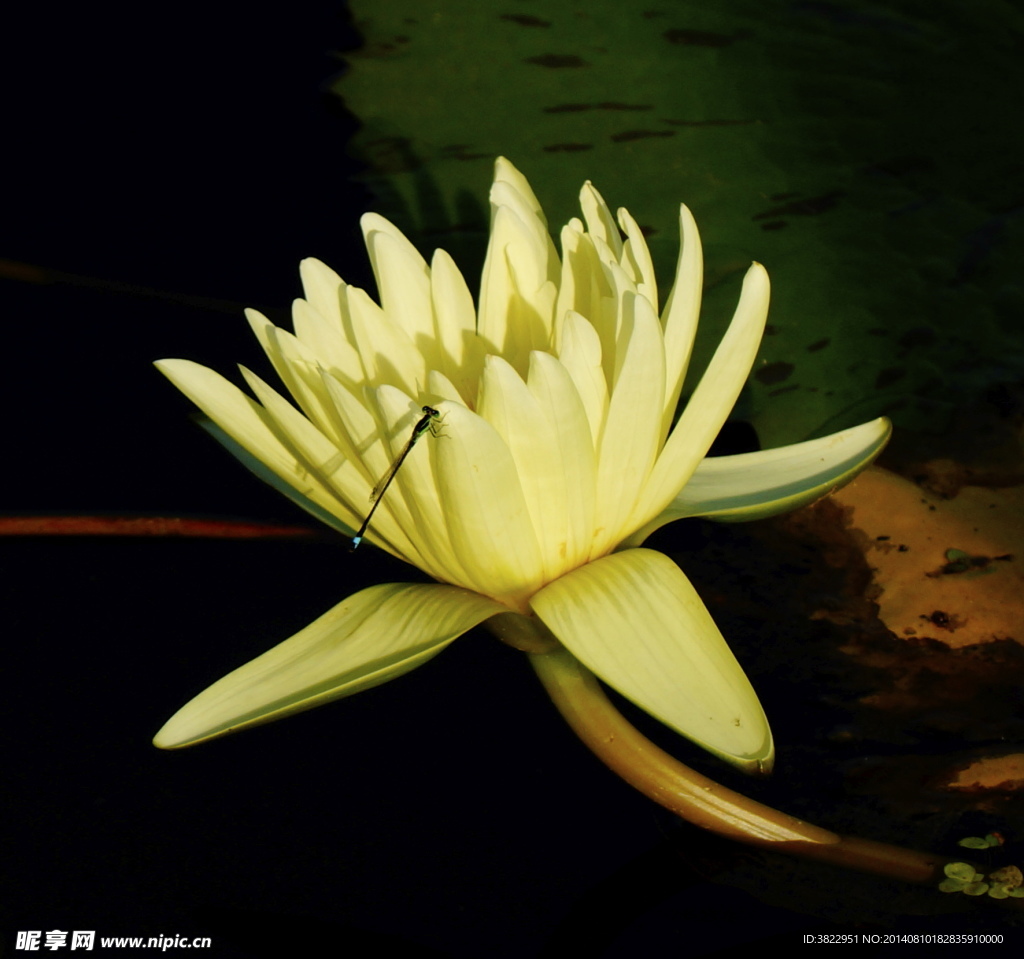 令箭荷花