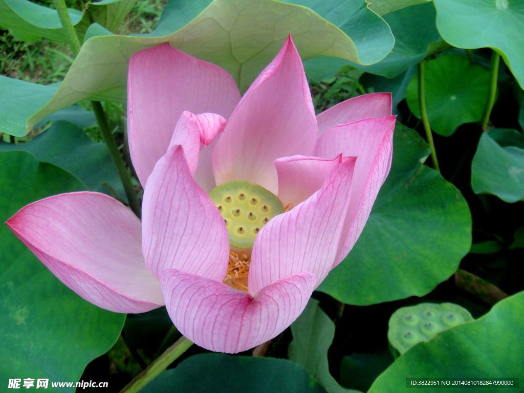 荷花