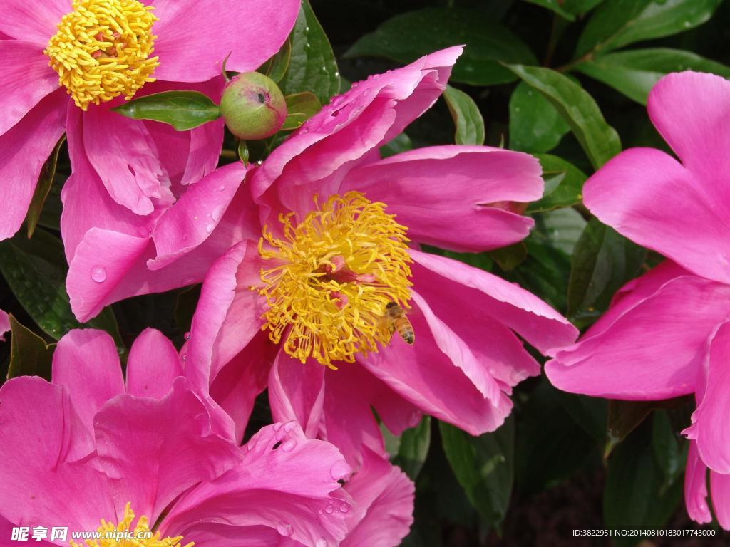 芍药