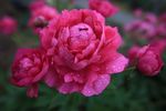 芍药
