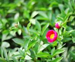 芍药