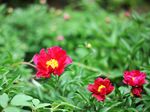 芍药