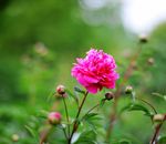 芍药