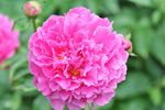 芍药