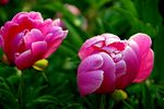芍药