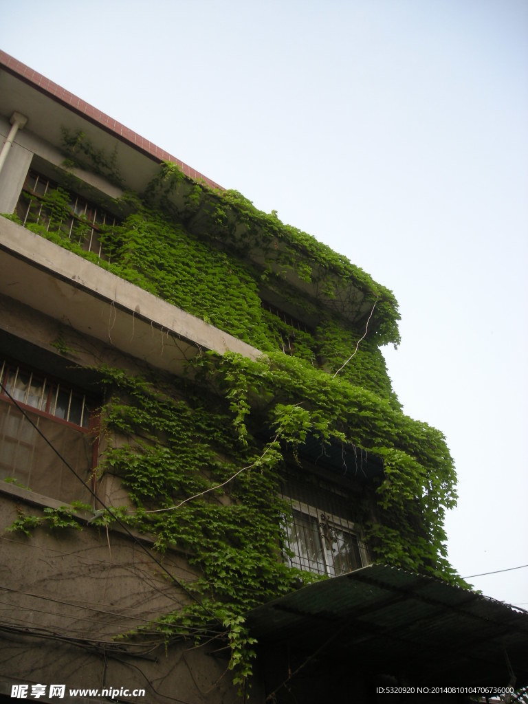 爬山虎