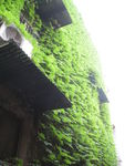 爬山虎