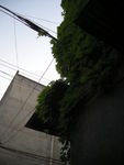 爬山虎