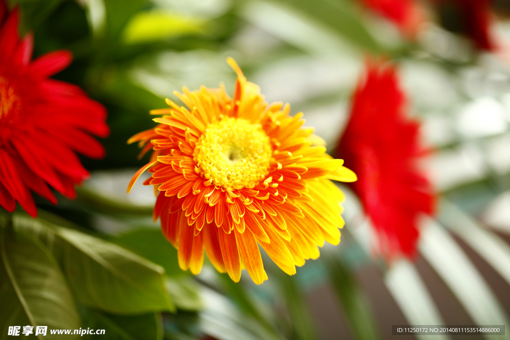 菊花