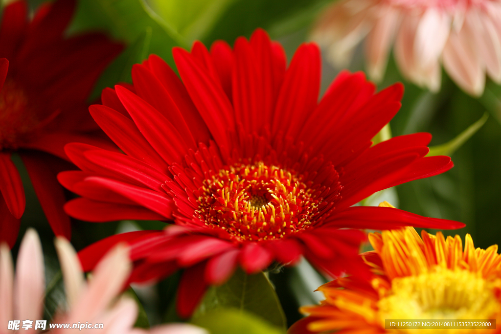 菊花