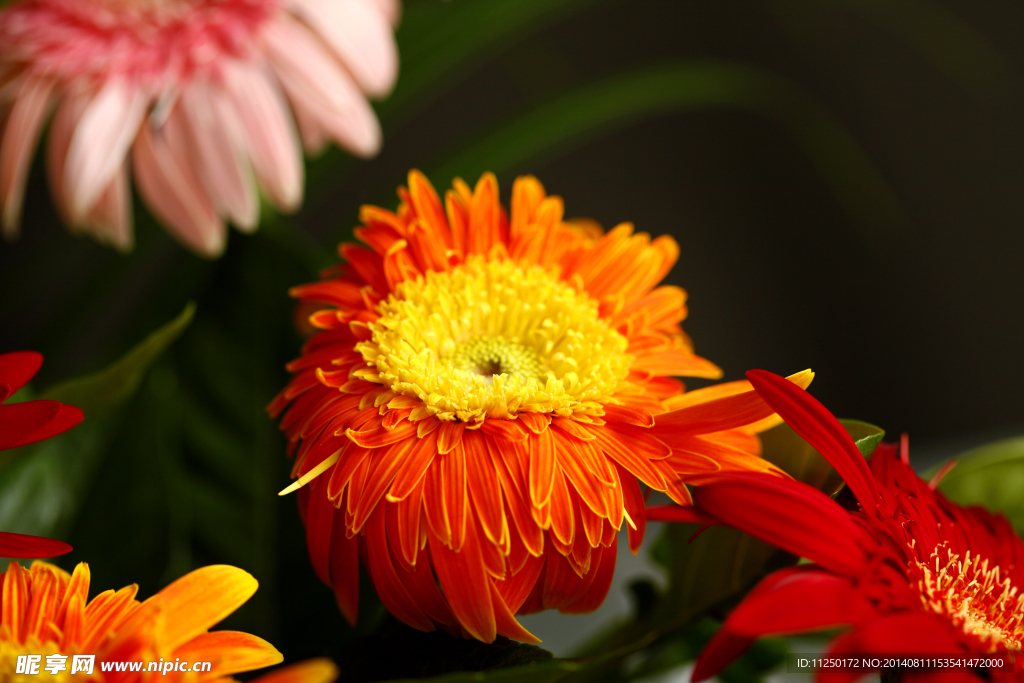 菊花