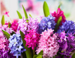 彩色丁香花