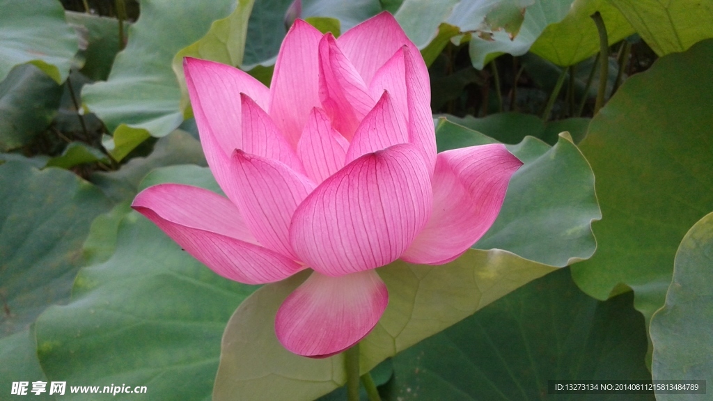 荷花