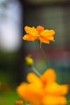 黄色小花