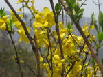 迎春花