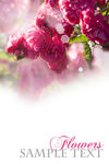 花卡