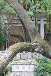 蝴蝶泉