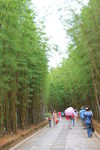 竹林