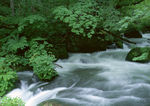 小溪风景