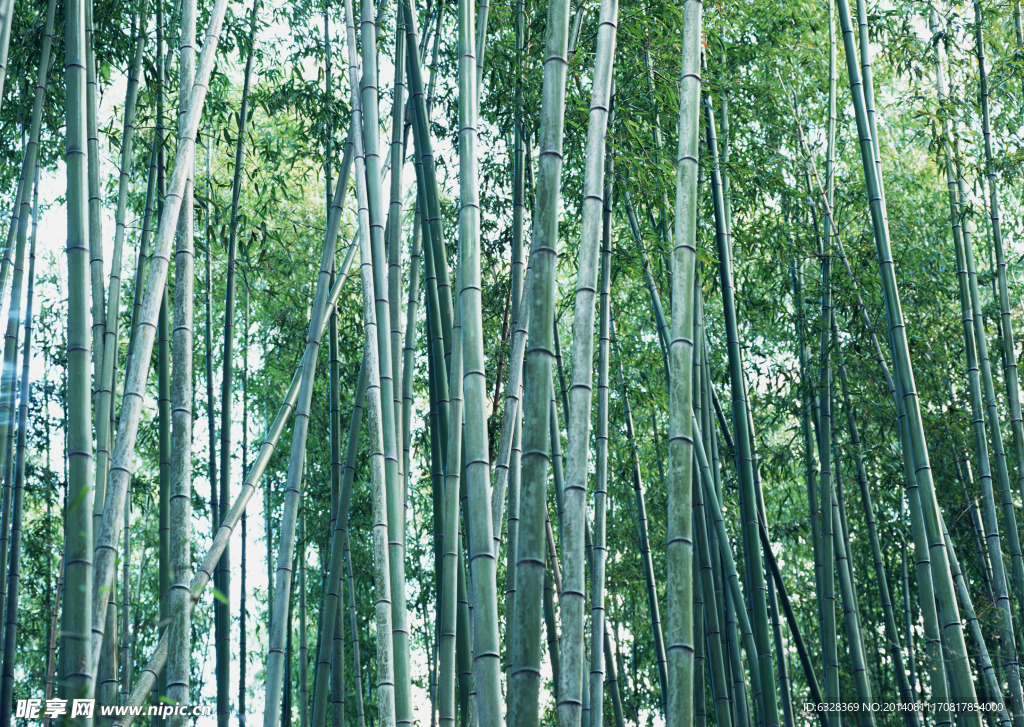 竹林